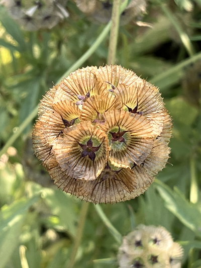 Scabiosa Stellata 