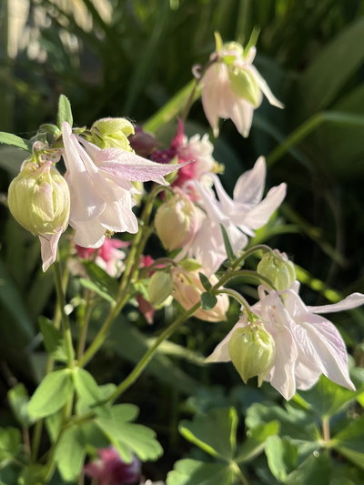 Aquilegia rosa