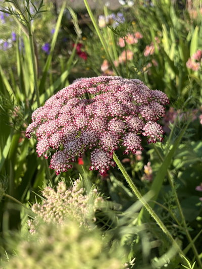 Daucus carota purple kisses