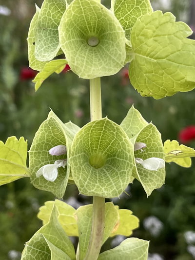 Moluccella laevis