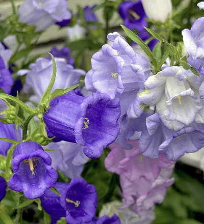 Campanula alta