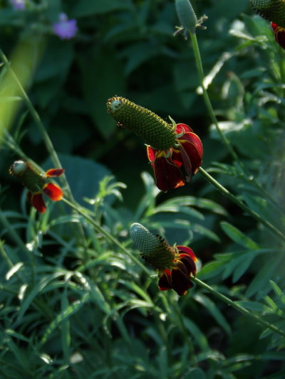 Ratibida columnifera (Sombrero mexicano)