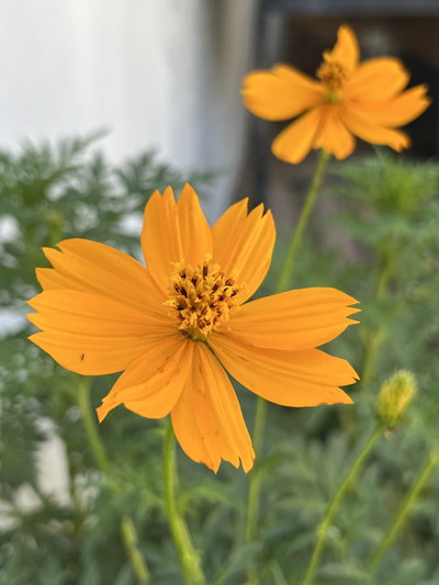 Cosmos sulphureus 