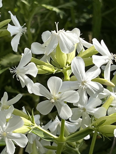 Saponaria blanca