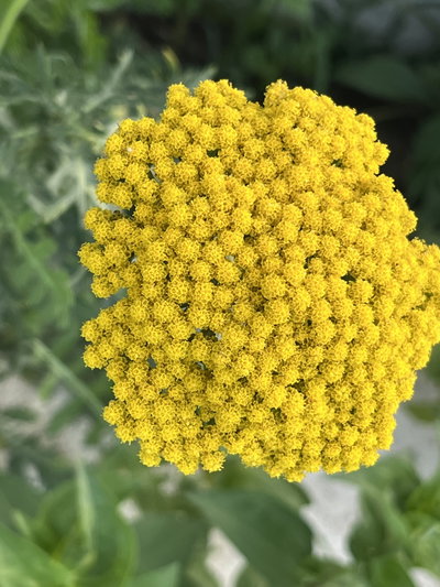 Achilllea filipindulina  (Milenrama)