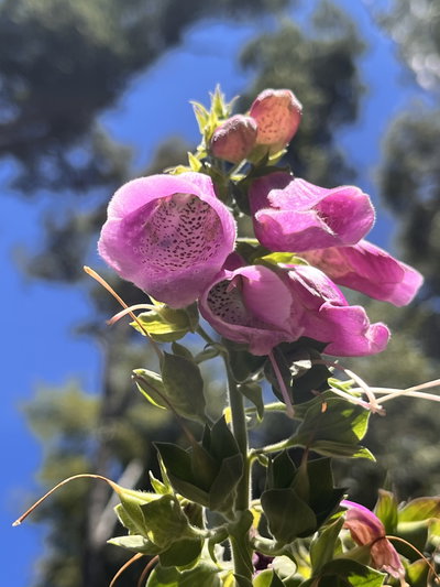 Digitalis purpurea