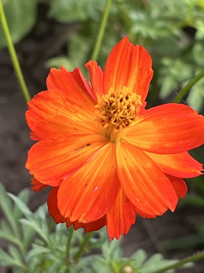 Cosmos sulphureus doble