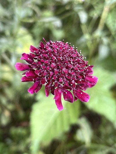 Scabiosa morada 