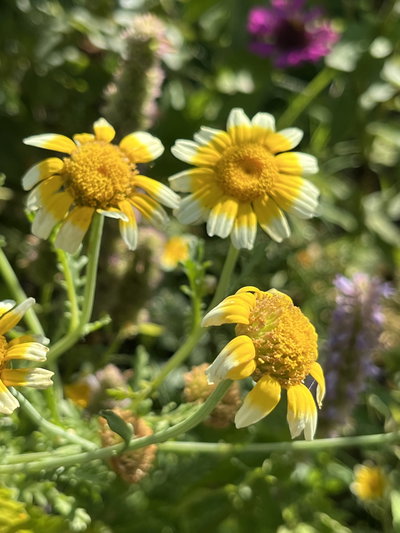 Glebionis coronaria 