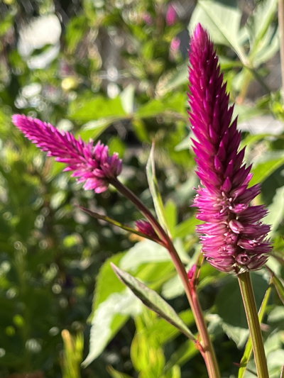 Celosia spicata