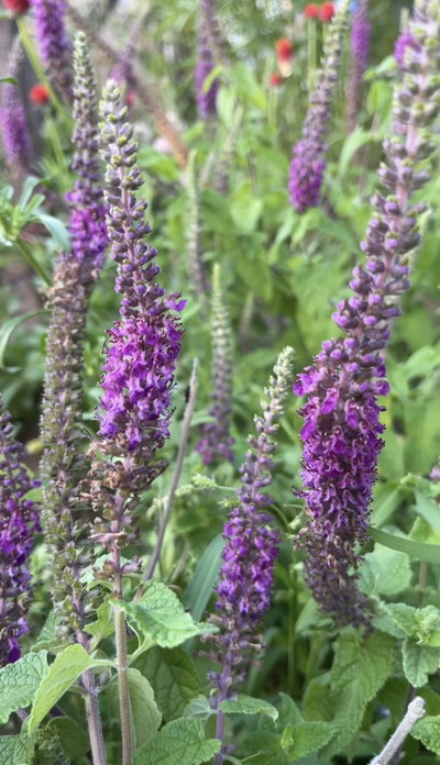 Teucrium hircanicum 
