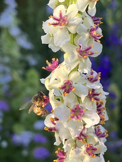 Verbascum Chaiixi albus 
