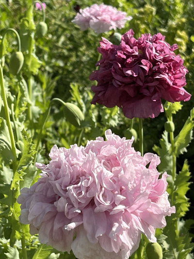 Papaver somníferum lila y purpura (Amapola)