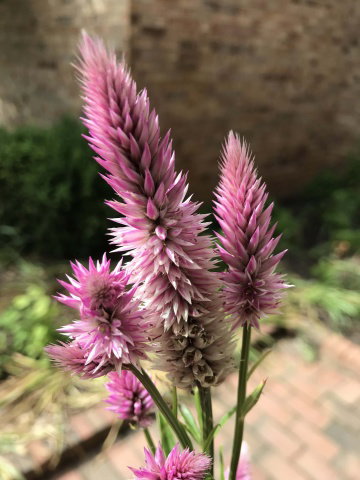 Celosia flamingo feather 