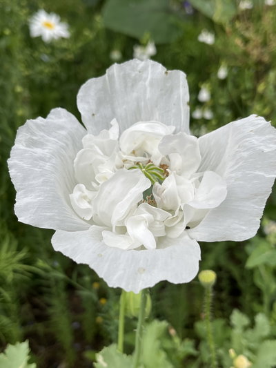 Papaver somníferum blanca (Amapola)