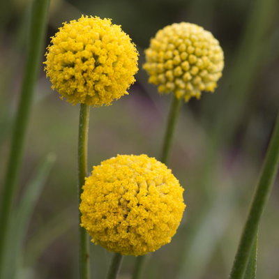 Craspedia globosa 