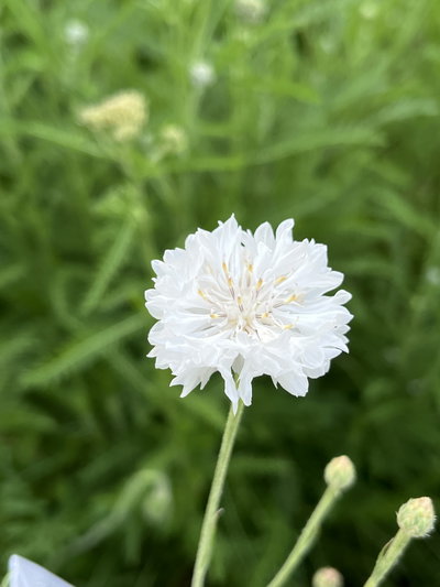 Centaurea cyanus blanca