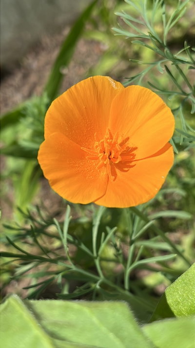 Amapola californiana