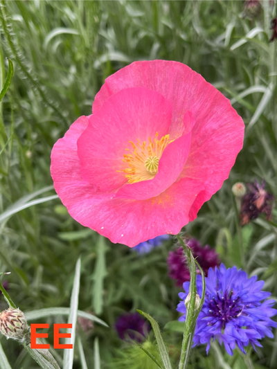 Papaver rhoeas rosa Barbie (Amapola)