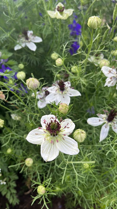 Nigella african bride 