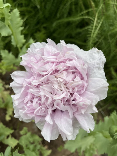 Papaver somníferum mix (Amapola doble)