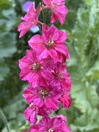 Delphinium consolida carmin rose (Espuela de caballero doble)