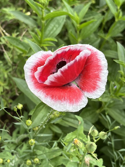 Papaver rhoeas bicolor (Amapola)