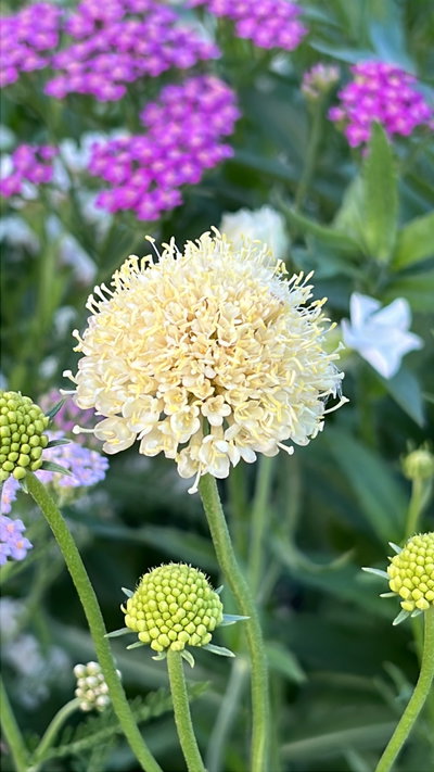 Scabiosa fata morgana