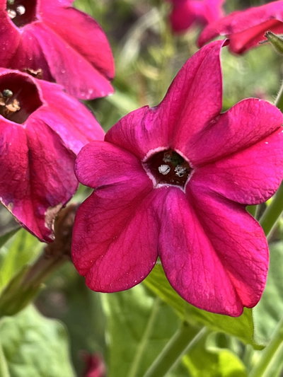 Nicotiana mutabili 