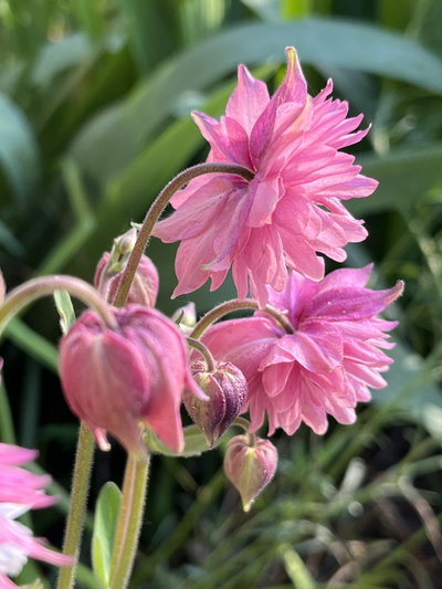 Aquilegia rose barlow