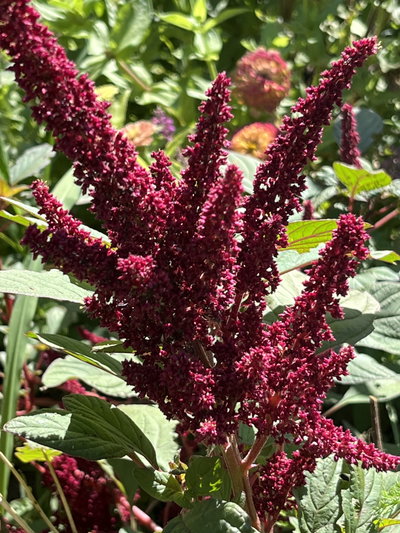 Amaranthus 
