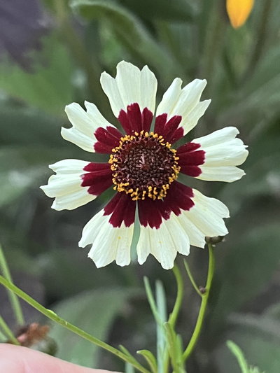 Coreopsis tinctoria blanca (Ojo de indio)
