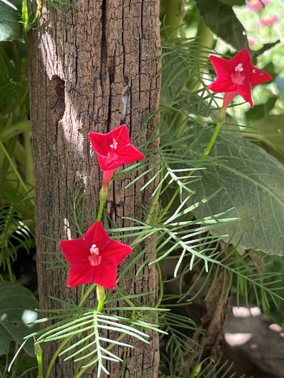 Ipomoea quamoclit
