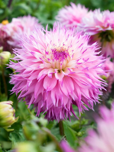 Tubers Dahlia Pinelands princess 