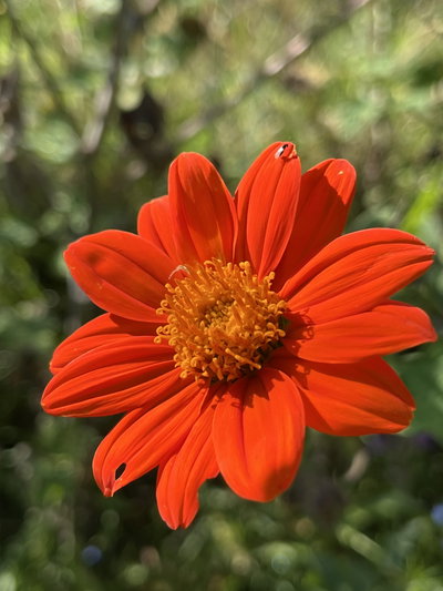 Tithonia rotundifolia (Girasol mexicano)