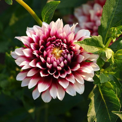 Tubers Dahlia Siederstolz