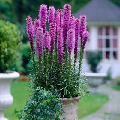 Liatris spicata violeta