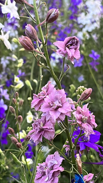 Delphinium consolida mix (Espuela de caballero doble)