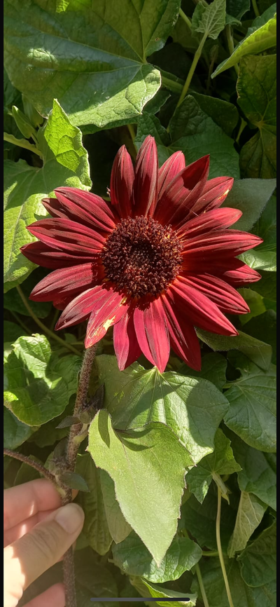 Girasol Velvet