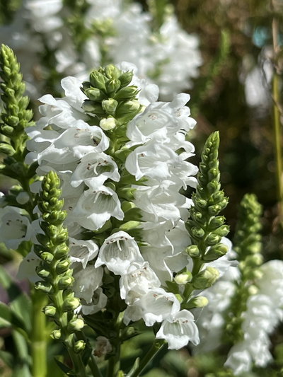 Physostegia (Obediente)