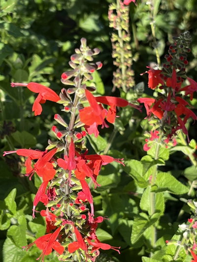 Salvia coccinea roja