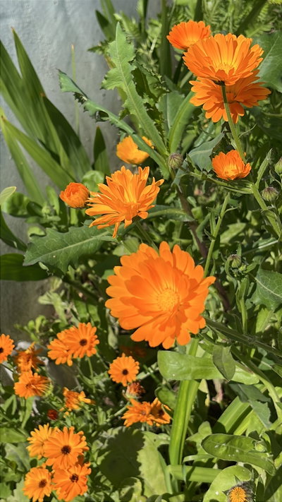 Calendula