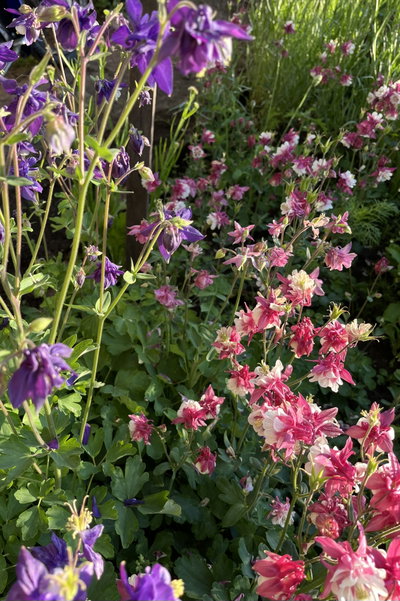 Aquilegia mix