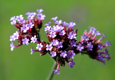Verbena bonariensis