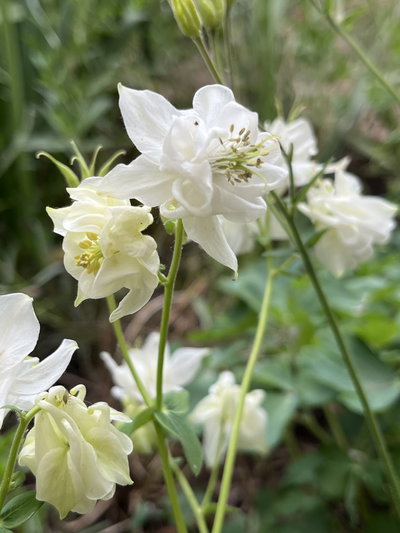 Aquilegia blanca 