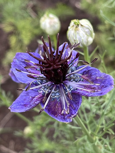 Nigella midnight love