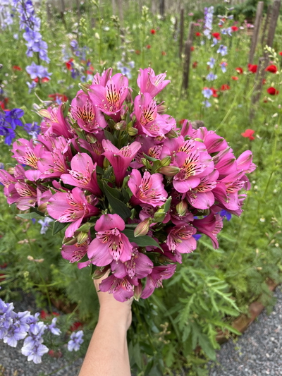 Alstroemeria  Astromelia en maceta 2 lts