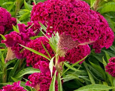 Cresta de gallo fuckia (Celosia cristata)