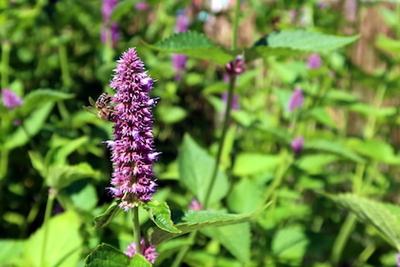 Agastache