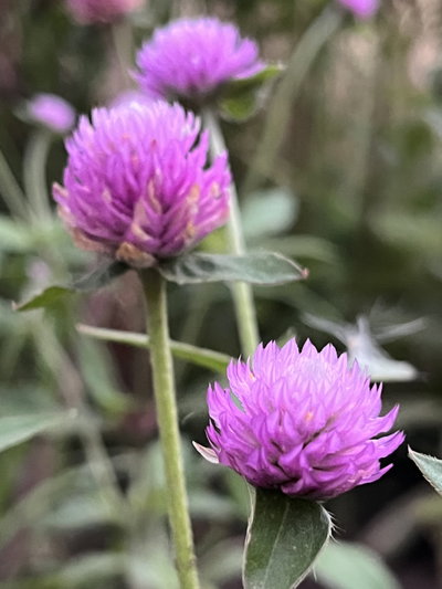 Gomphrena globos rosada